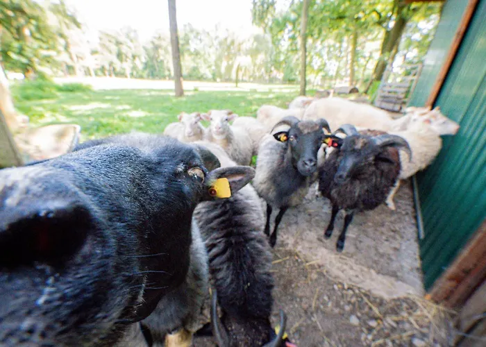 Dreyershof Land & Ruhe * Schneverdingen